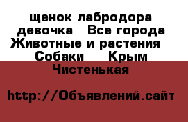 щенок лабродора девочка - Все города Животные и растения » Собаки   . Крым,Чистенькая